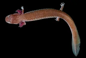 Subterranean: Tennessee Cave Salamander