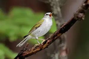 Peregrina: Tennessee Warbler