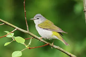 Peregrina: Tennessee Warbler