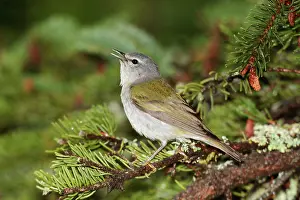 Peregrina: Tennessee Warbler