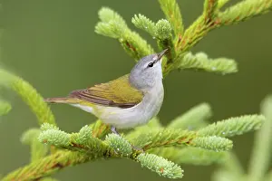 Peregrina: Tennessee Warbler