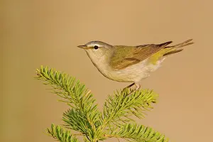 Peregrina: Tennessee Warbler