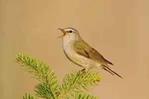 Peregrina: Tennessee Warbler
