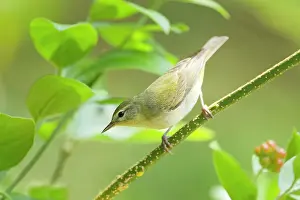 Peregrina: Tennessee Warbler