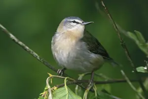 Tennessee: Tennessee Warbler