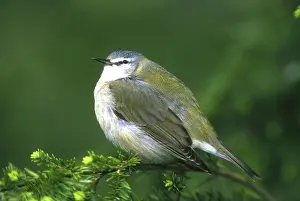 Tennessee: Tennessee Warbler