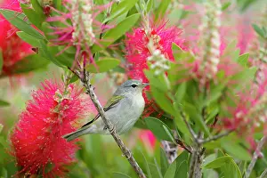 Tennessee: Tennessee warbler - on Bottlebrush Flower