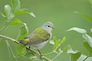 Tennessee: Tennessee warbler - on migration