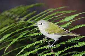 Tennessee: Tennessee Warbler (Vermivora peregrina), adult perched