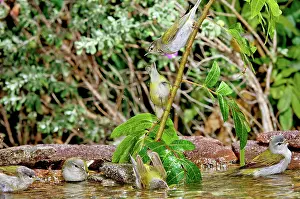Parulidae: Tennessee Warblers