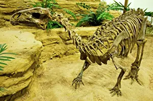 Primitive: Tenontosaurus Tilletti Dinosaur