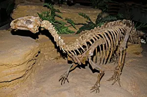 Quadrupedal: Tenontosaurus Tilletti Dinosaur