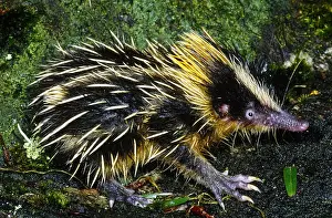 220118: Tenrec (Hemicentetes semispinosus), Madagascar