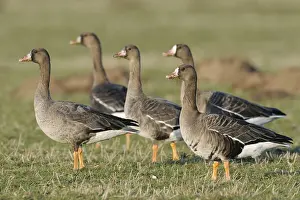 Dangerous: Tense... Greater White-fronted Geese (Anser albifrons)