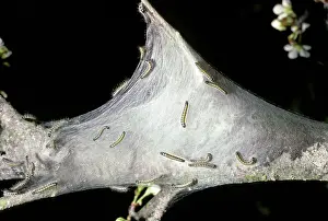 Tent: Tent Caterpillars