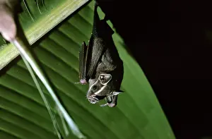Hanging: Tent Making Bat - roosting under Banana Palm leaf