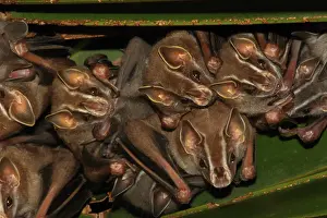 Tent: Tent-making bat (Uroderma bilobatum) group on leaf