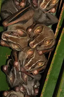 Tent: Tent-making bat (Uroderma bilobatum) group on leaf