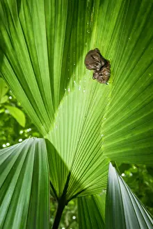 Selva: Tent-making Bats