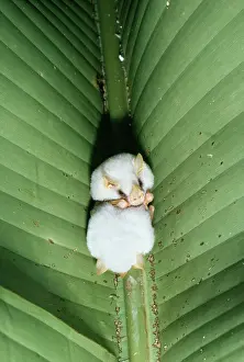 Huddled: Tent Making / Honduran White BAT - two, shelter under leaf