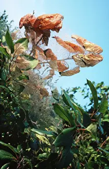 Larvae: Tent Moth CaterpillarNest, larvae spin tent enclosing