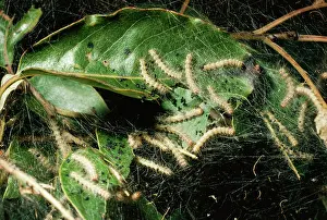 Larvae: Tent Moth Caterpillars