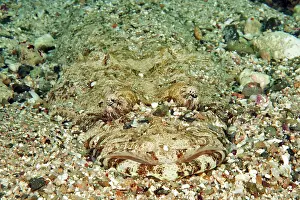 Lurk: Tentacled flathead (Papilloculiceps longiceps) camouflaged
