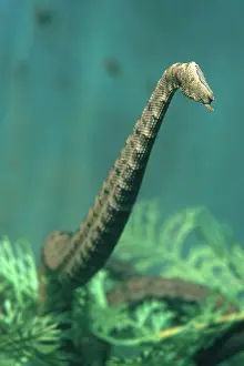 Tentacled: Tentacled Snake