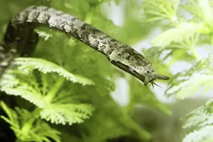 Sqamata: Tentacled Snake