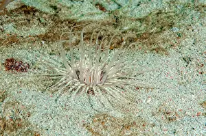 Filigree: Tentacles of filigree cylinder rose come from the