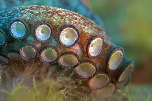 Tentacles: Detail of the tentacles of an octopus (Octopus v