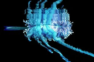 Stinging: Detail of the tentacles of a Portuguese man o war