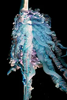 Stinging: Detail of the tentacles of a Portuguese man o war