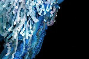 Stinging: Detail of the tentacles of a Portuguese man o war