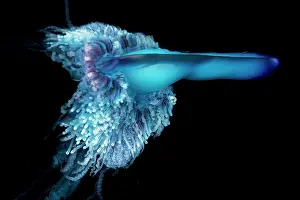 Stinging: Detail of the tentacles of a Portuguese man o war