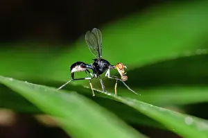 January: Tephritoid Fly