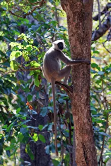 Singe: Terai Grey Langur