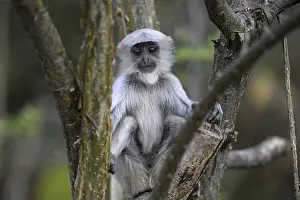 Hatchlings: Terai grey langur (Semnopithecus hector)