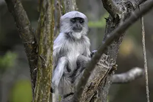 Hatchlings: Terai grey langur (Semnopithecus hector)