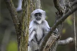 Hatchlings: Terai grey langur (Semnopithecus hector)