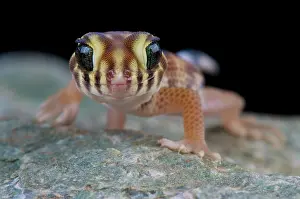 Kazakhstan: Teratoscincus scincus, Wonder gecko, Kazakhstan