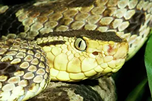 Asper: Terciopelo Snake