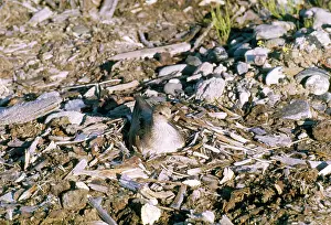 J Laurie: Terek Sandpiper - at nest