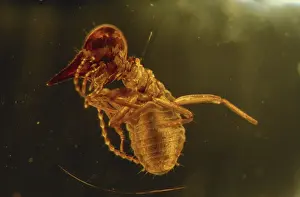 Soldier: Termite in Amber