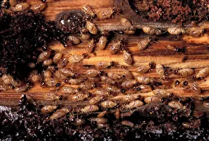 Nasutitermes: Termite - Colony on a branch