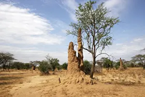 Mounds: Termite Hill