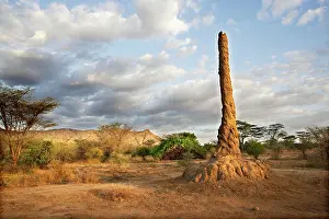 Mounds: Termite Hill