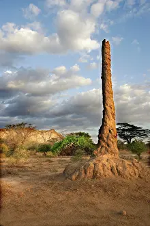 Mounds: Termite Hill