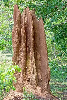 Tadoba: Termite Hill