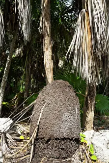 Termite: Termite hill. Guanahacabibes Peninsula, Guanahacabibes